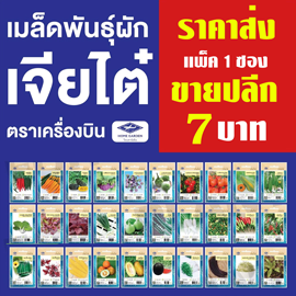 เมล็ดพันธุ์เจียไต๋ 4