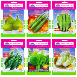 เมล็ดผัก OP ตะวันต้นกล้า1