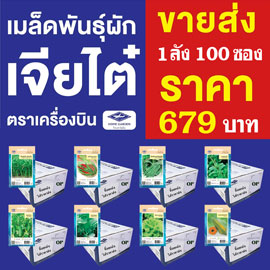 เมล็ดผักเจียไต๋ราคาส่ง