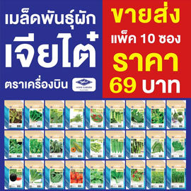 เมล็ดผักเจียไต๋ราคาส่ง
