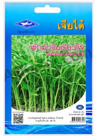ผักบุ้งจีน เรียวไผ่