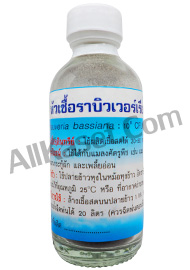 หัวเชื้อราบิวเวอร์เรีย