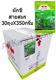 เมล็ดผักชี สายสมร