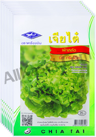 ผักสลัด บิ๊ก กรีนโอ๊ค