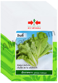 ผักกาดขาว อินดี้