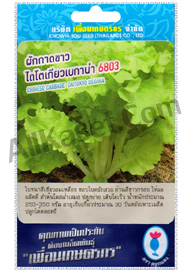 ผักกาดขาวไดโตเกียว