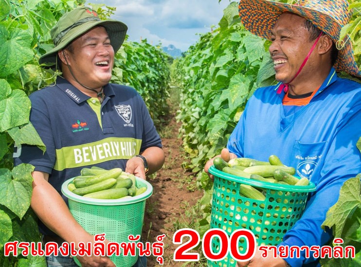 ศรแดงเมล็ดพันธุ์