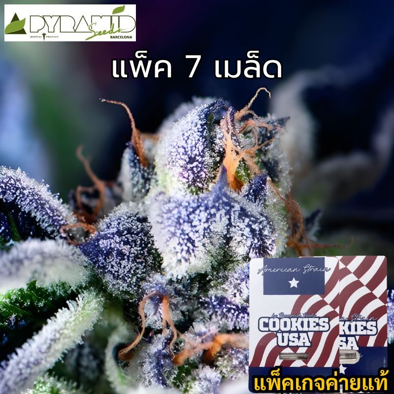  cookies usa pyramid seeds 7 