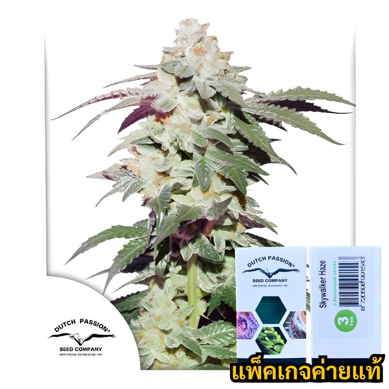  skywalker haze dutch passion 3 