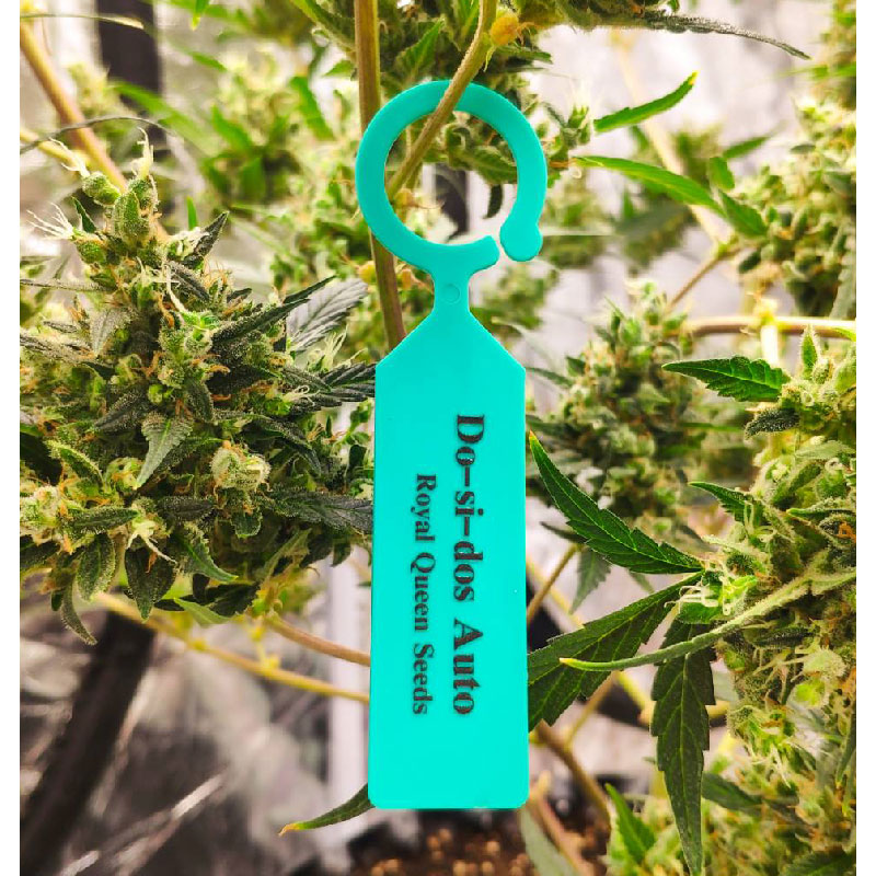 Do si dos Auto Royal Queen Seeds do-si-dos-auto-royal-queen-seeds