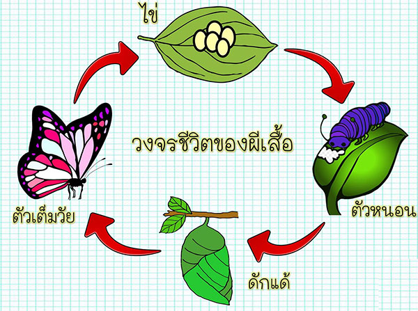 รูปหนอนกระทู้วงจรชีวิต
