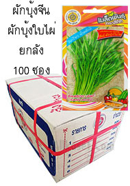 ผักบุ้งจีน ผักบุ้งใบไผ่