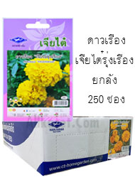 ดาวเรือง รุ่งเรือง