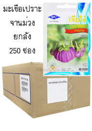 มะเขือเปราะ จานม่วง