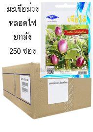มะเขือม่วง หลอดไฟ