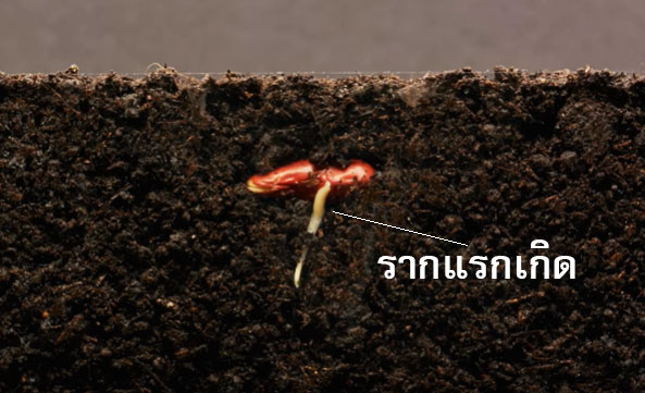 รูปรากแรกเกิด